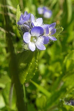 Veronica alpina \ Alpen-Ehrenpreis / Alpine Speedwell, D Oberstdorf 22.6.2011