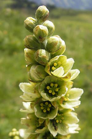 Veratrum album subsp. lobelianum \ Grner Germer / Green False Hellebore, D Oberstdorf 22.6.2011