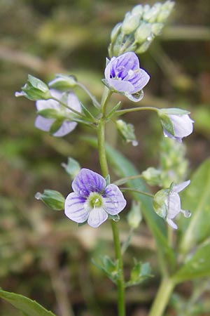 Veronica anagallis-aquatica \ Blauer Gauchheil-Ehrenpreis, Blauer Wasser-Ehrenpreis / Blue Water Speedwell, D Wiesbaden 22.9.2012