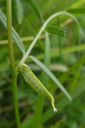 Vicia angustifolia \ Schmalblttrige Futter-Wicke / Narrow-Leaved Vetch, D Waghäusel-Wiesental 14.6.2013