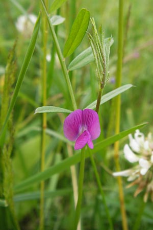 Vicia angustifolia \ Schmalblttrige Futter-Wicke / Narrow-Leaved Vetch, D Waghäusel-Wiesental 14.6.2013