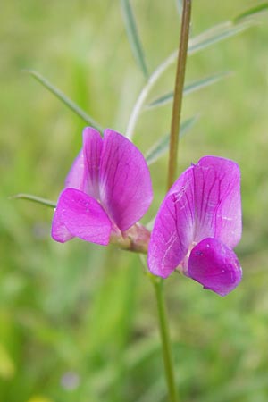 Vicia angustifolia \ Schmalblttrige Futter-Wicke / Narrow-Leaved Vetch, D Waghäusel-Wiesental 14.6.2013