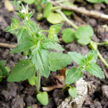 Veronica arguteserrata \ Spitzz�hniger Ehrenpreis / Sawtooth Speedwell, D Heilbronn 10.4.2014