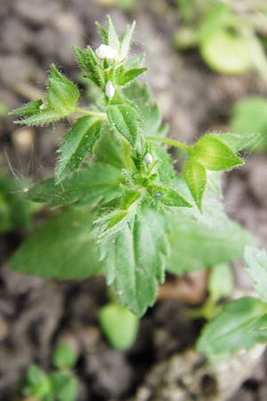 Veronica arguteserrata \ Spitzz�hniger Ehrenpreis / Sawtooth Speedwell, D Heilbronn 10.4.2014