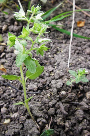 Veronica arguteserrata \ Spitzz�hniger Ehrenpreis / Sawtooth Speedwell, D Heilbronn 10.4.2014