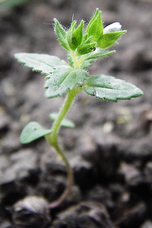 Veronica arguteserrata \ Spitzz�hniger Ehrenpreis / Sawtooth Speedwell, D Heilbronn 10.4.2014