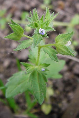 Veronica arguteserrata \ Spitzz�hniger Ehrenpreis / Sawtooth Speedwell, D Heilbronn 10.4.2014