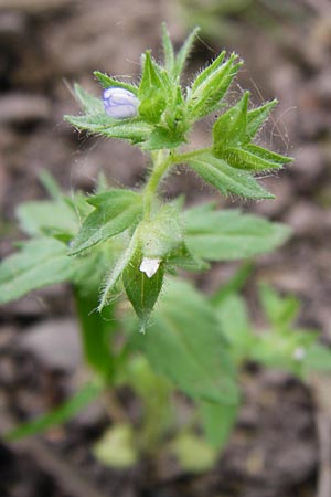 Veronica arguteserrata \ Spitzz�hniger Ehrenpreis / Sawtooth Speedwell, D Heilbronn 10.4.2014
