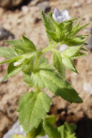 Veronica arguteserrata \ Spitzz�hniger Ehrenpreis / Sawtooth Speedwell, D Heilbronn 10.4.2014
