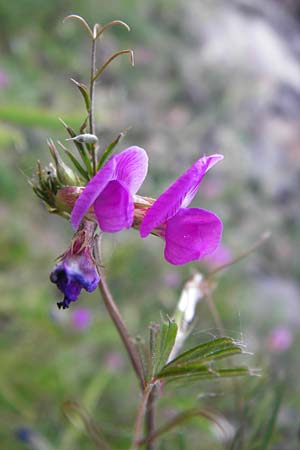 Vicia angustifolia \ Schmalblttrige Futter-Wicke / Narrow-Leaved Vetch, D Mannheim 20.5.2014