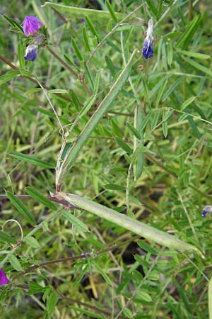 Vicia angustifolia \ Schmalblttrige Futter-Wicke / Narrow-Leaved Vetch, D Mannheim 20.5.2014