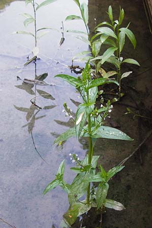 Veronica anagallis-aquatica \ Blauer Gauchheil-Ehrenpreis, Blauer Wasser-Ehrenpreis / Blue Water Speedwell, D Obernzell an der Donau 11.6.2014