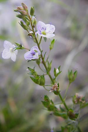 Veronica anagallis-aquatica \ Blauer Gauchheil-Ehrenpreis, Blauer Wasser-Ehrenpreis / Blue Water Speedwell, D Obernzell an der Donau 11.6.2014