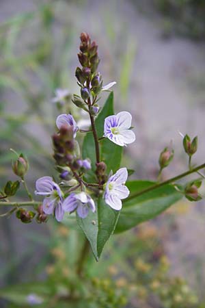 Veronica anagallis-aquatica \ Blauer Gauchheil-Ehrenpreis, Blauer Wasser-Ehrenpreis / Blue Water Speedwell, D Obernzell an der Donau 11.6.2014
