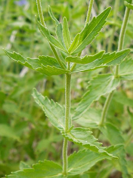 Veronica austriaca \ sterreicher Ehrenpreis / Austrian Speedwell, D Kinding 15.6.2014