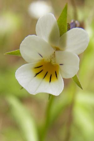 Viola arvensis, Acker-Stiefmütterchen Viola arvensis, Acker-Stiefmütterchen