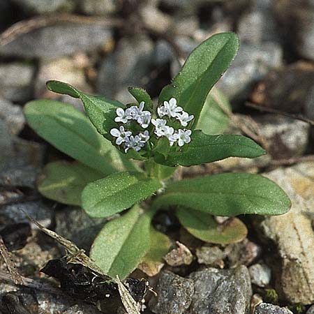 Valerianella locusta \ Feld-Salat / Corn Salad, D Weinheim an der Bergstraße 22.4.2006