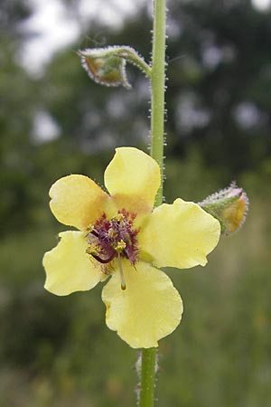 Verbascum blattaria \ Schabenkraut-Knigskerze, Schaben-Knigskerze / Moth Mullein, D Groß-Gerau 10.7.2009