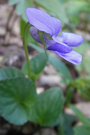 Viola x bavarica \ Veilchen-Hybride / Hybrid Violet, D Hirschhorn 23.4.2010