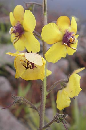 Verbascum blattaria \ Schabenkraut-Knigskerze, Schaben-Knigskerze / Moth Mullein, D Mannheim,  Friesenheimer Insel 21.10.2011