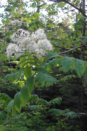 Sorbus aucuparia \ Vogelbeere, Eberesche / Rowan, D Schwarzwald/Black-Forest, Kaltenbronn 18.6.2013