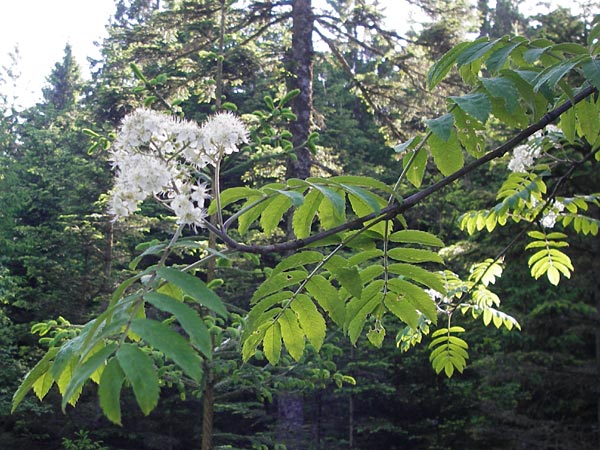 Sorbus aucuparia \ Vogelbeere, Eberesche / Rowan, D Schwarzwald/Black-Forest, Kaltenbronn 18.6.2013