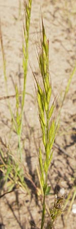 Festuca bromoides \ Trespen-FederschwingelSchwingel / Brome Fescue, D Mannheim 1.7.2013