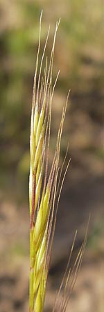 Festuca bromoides \ Trespen-FederschwingelSchwingel / Brome Fescue, D Mannheim 1.7.2013
