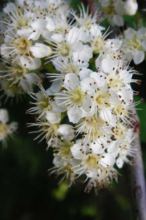 Sorbus aucuparia \ Vogelbeere, Eberesche / Rowan, D Gladenbach 24.5.2014