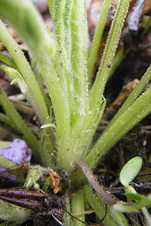 Viola collina \ Hgel-Veilchen / Hill Violet, D Darmstadt 3.4.2010