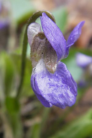 Viola collina \ Hgel-Veilchen / Hill Violet, D Darmstadt 3.4.2010