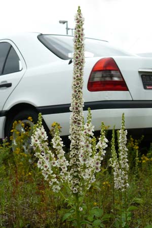 Verbascum chaixii forma album \ Wei&szlig;e Chaix' K�nigskerze / White Nettle-Leaved Mullein, D Mannheim 3.7.2013