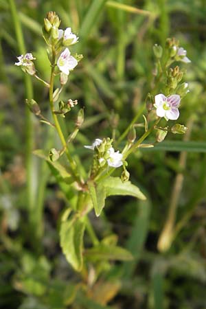 Veronica catenata \ Blasser Gauchheil-Ehrenpreis, Roter Wasser-Ehrenpreis / Pink Water Speedwell, D Lampertheim 6.5.2011
