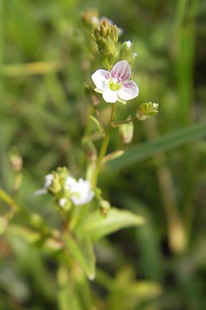 Veronica catenata \ Blasser Gauchheil-Ehrenpreis, Roter Wasser-Ehrenpreis / Pink Water Speedwell, D Lampertheim 6.5.2011