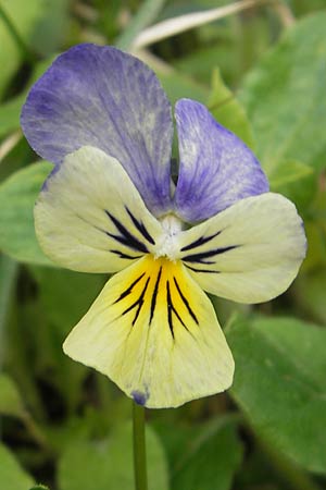 Viola calaminaria \ Gelbes Galmei-Stiefmtterchen, Gelbes Galmei-Veilchen / Zinc Pansy, D Stolberg 30.4.2012