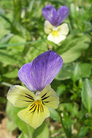Viola calaminaria \ Gelbes Galmei-Stiefmtterchen, Gelbes Galmei-Veilchen / Zinc Pansy, D Stolberg 30.4.2012