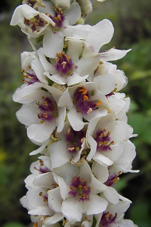 Verbascum chaixii forma album \ Wei&szlig;e Chaix' K�nigskerze / White Nettle-Leaved Mullein, D Mannheim 3.7.2013