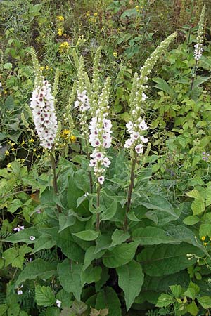 Verbascum chaixii forma album \ Wei&szlig;e Chaix' K�nigskerze / White Nettle-Leaved Mullein, D Mannheim 3.7.2013