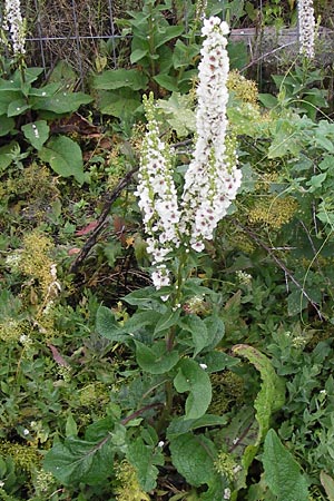 Verbascum chaixii forma album \ Wei&szlig;e Chaix' K�nigskerze / White Nettle-Leaved Mullein, D Mannheim 3.7.2013