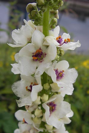 Verbascum chaixii forma album \ Wei&szlig;e Chaix' K�nigskerze / White Nettle-Leaved Mullein, D Mannheim 3.7.2013