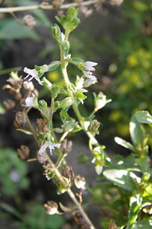 Veronica catenata \ Blasser Gauchheil-Ehrenpreis, Roter Wasser-Ehrenpreis / Pink Water Speedwell, D Philippsburg 20.8.2013