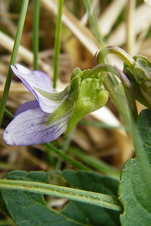 Viola canina \ Hunds-Veilchen / Dog Violet, D Pfalz, Speyer 6.5.2014