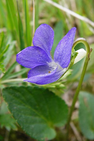 Viola canina \ Hunds-Veilchen / Dog Violet, D Pfalz, Speyer 6.5.2014
