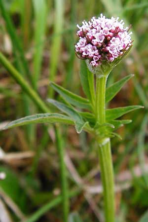 Valeriana dioica \ Sumpf-Baldrian / Marsh Valerian, D Inning 3.5.2014