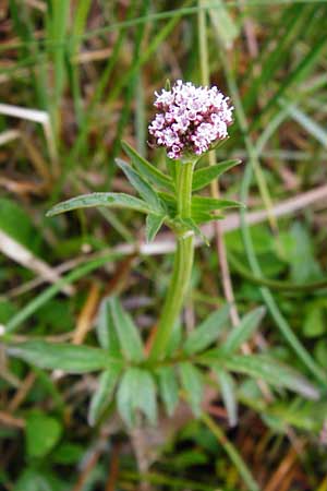 Valeriana dioica \ Sumpf-Baldrian / Marsh Valerian, D Inning 3.5.2014