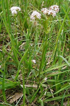 Valeriana dioica \ Sumpf-Baldrian / Marsh Valerian, D Pfalz, Speyer 6.5.2014