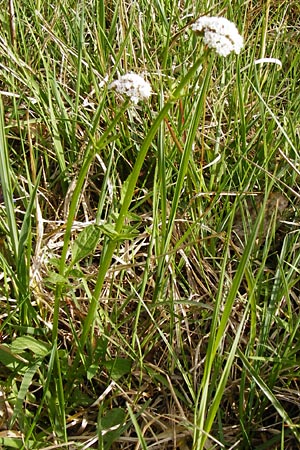 Valeriana dioica \ Sumpf-Baldrian / Marsh Valerian, D Pfalz, Speyer 6.5.2014