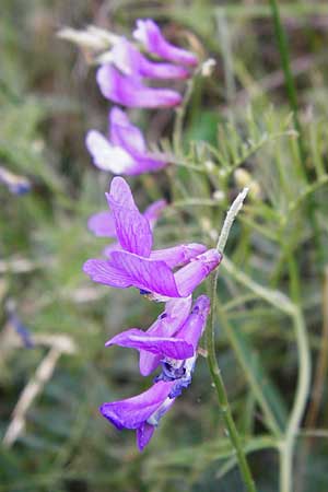 Vicia dalmatica \ Dalmatinische Vogel-Wicke / Bramble Vetch, D Rauenberg 22.5.2014
