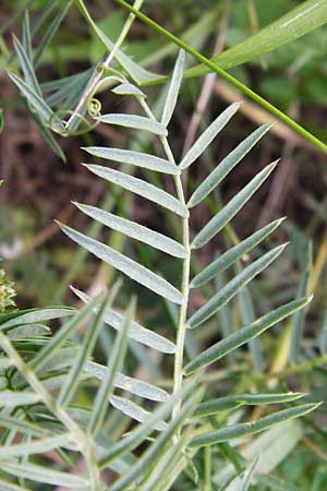 Vicia dalmatica \ Dalmatinische Vogel-Wicke / Bramble Vetch, D Rauenberg 22.5.2014