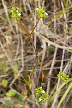 Valerianella dentata \ Gezhnter Feld-Salat / Narrowfruit Corn Salad, D Gladenbach 5.7.2014
